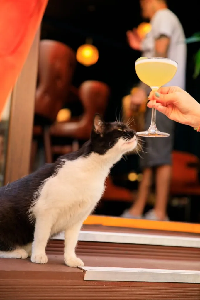 The Sippers bar cat sniffing a sour cocktail at the entrance of the bar in Bucharest Old Town